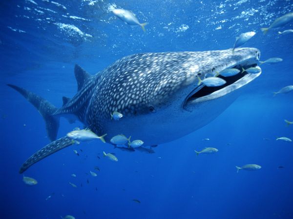 whale-shark_754_600x450